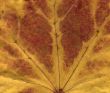 vivid autumnal colors