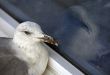Seagull