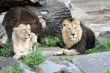 Portrait of noble male lion.