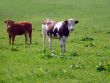 Portrait of cows in countryside