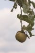 apple on a tree