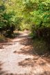 Road through the forest for pedestrians