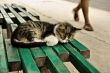 Suspend kitten on a bench