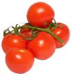 Branch of tomatos