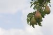 pears