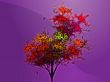 Autumn leafy tree