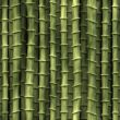 Bamboo plants