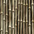 Bamboo plants