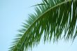 Palm tree leaf and blue sky