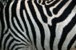 Zebra Strip. Zebra Stripes Pattern Texture