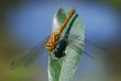 Dragonfly on a background of dark blue lake