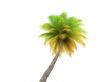 palm over white