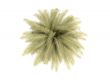 palm over white