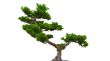 bonsai over white