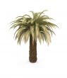 palm over white