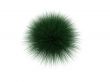 hedgehog plant over white