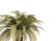 palm over white