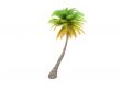 palm over white