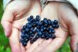 Bilberry on palms