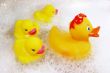 Duck family