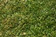 Grass texture
