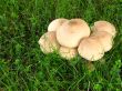 Wild Mushrooms