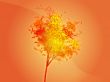 Autumn tree