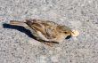 Sparrow with a piece of bread