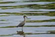 Bird in water