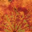 vivid autumnal colors