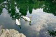 Two swan swim in a pond