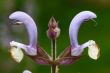 Blue Sage flower