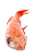 Red perch macro