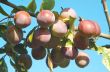 Bunch of plums.