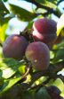 Dew on the plums.