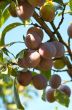Plums on the tree.