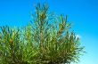 Pine-tree.