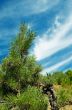 Pine-tree and blue sky.