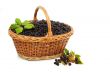 Basket of blackberries.
