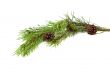 Branch of pine-tree.