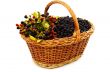 Basket of blackberries.