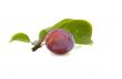 Fresh plum.