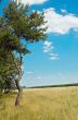 Pine-tree and field.