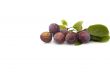 Fresh plum s on white background.