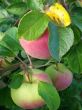 ripening apples