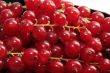 red currant