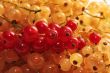 red and golden currant