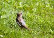 Sparrow in a green grass