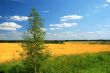 Meadow and tree