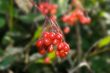 Crab Apples